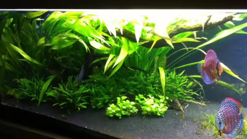 Pflanzen im Aquarium aufgelöst von Dani B (17)