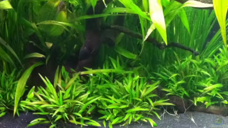 Pflanzen im Aquarium aufgelöst von Dani B (18)