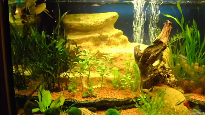 Pflanzen im Aquarium Aufgelöst von Torsten G. (10)