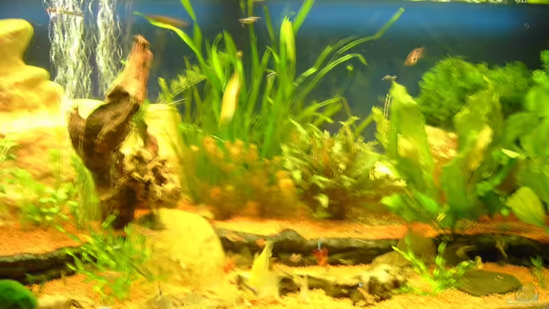 Pflanzen im Aquarium Aufgelöst von Torsten G. (11)