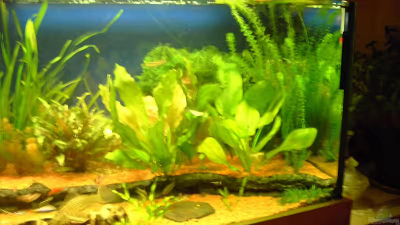 Pflanzen im Aquarium Aufgelöst von Torsten G. (12)
