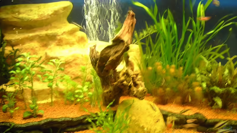 Pflanzen im Aquarium Aufgelöst von Torsten G. (13)