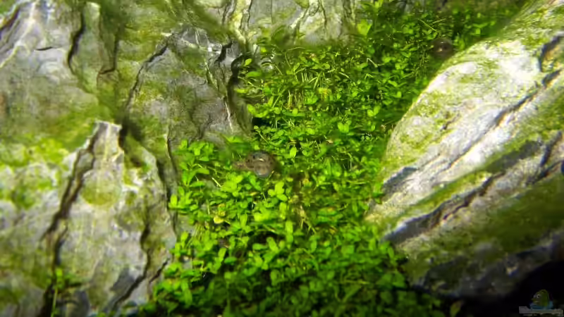 Pflanzen im Aquarium Aufgelöst von Torsten G. (7) (21)