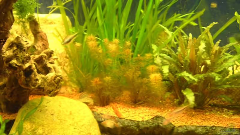 Pflanzen im Aquarium Aufgelöst von Torsten G. (8)