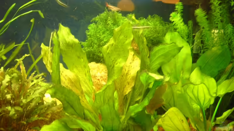 Pflanzen im Aquarium Aufgelöst von Torsten G. (9)