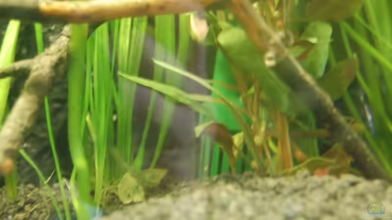 Pflanzen im Aquarium Aufzucht Rocio (nur noch Beispiel) von ml69 (6)