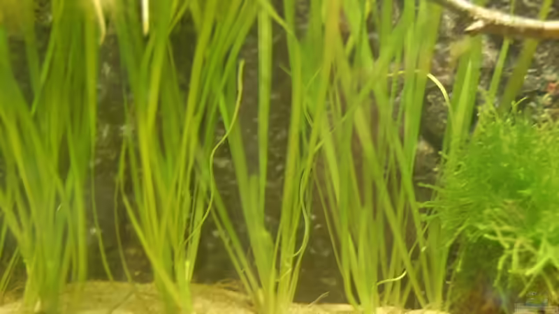 Pflanzen im Aquarium Aufzucht Rocio (nur noch Beispiel) von ml69 (7)