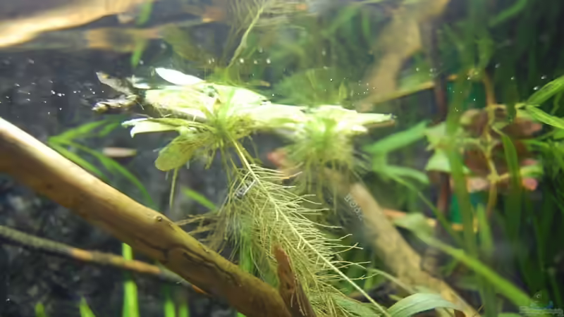 Pflanzen im Aquarium Aufzucht Rocio (nur noch Beispiel) von ml69 (8)