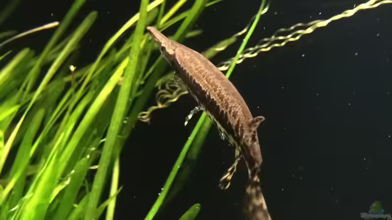 Pflanzen im Aquarium Baby Knochenhechte von Captain Gü (6)
