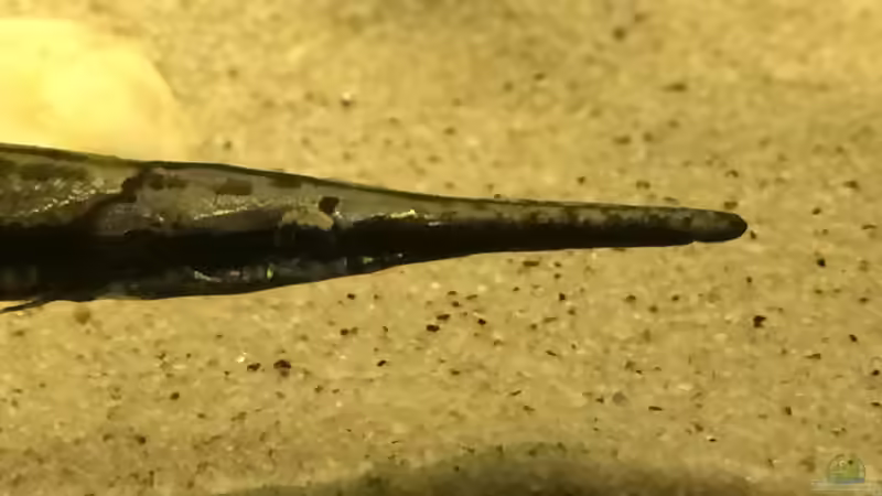 Pflanzen im Aquarium Baby Knochenhechte von Captain Gü (7)