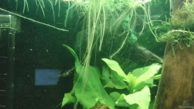 Pflanzen im Aquarium Back to Natur von Make (11)