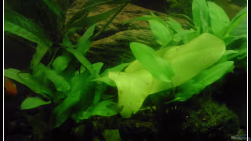 Pflanzen im Aquarium Barschbecken von mariajudyta (19)
