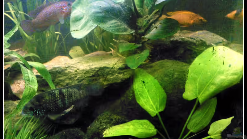 Pflanzen im Aquarium Barschbecken von mariajudyta (22)