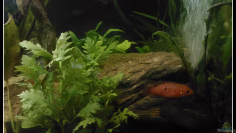 Pflanzen im Aquarium Barschbecken von mariajudyta (25)