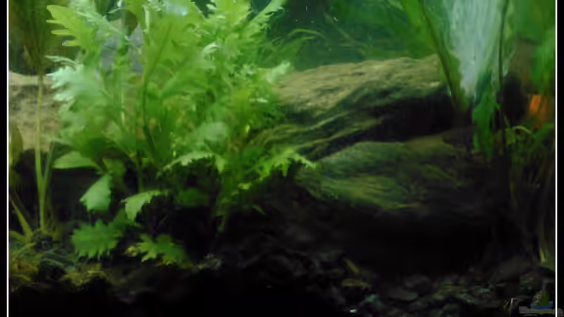 Pflanzen im Aquarium Barschbecken von mariajudyta (27)