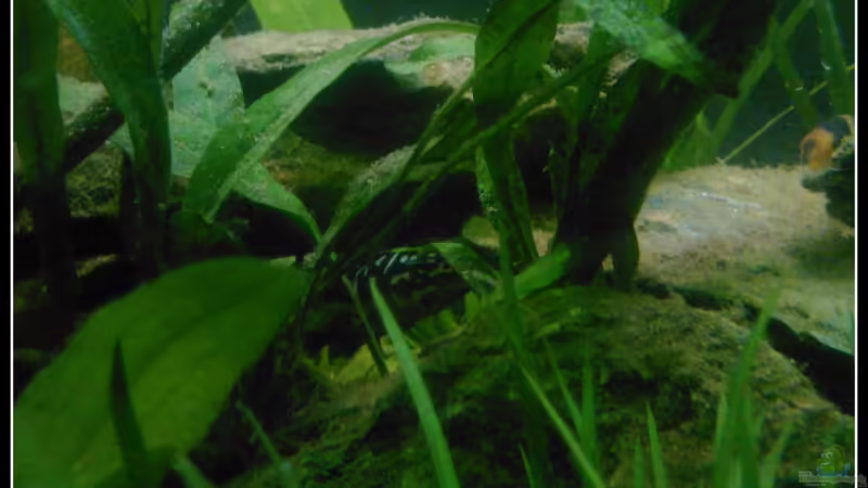 Pflanzen im Aquarium Barschbecken von mariajudyta (29)