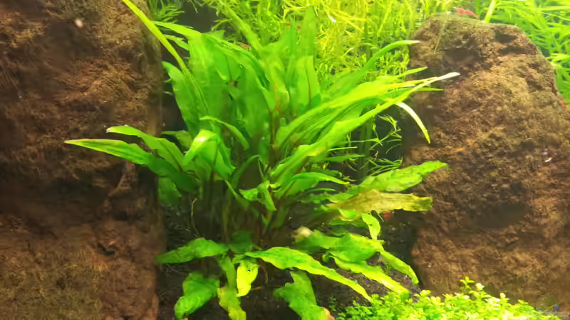 Pflanzen im Aquarium Basalttürme von Mac W (4)