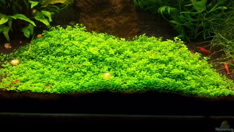 Pflanzen im Aquarium Basalttürme von Mac W (5)