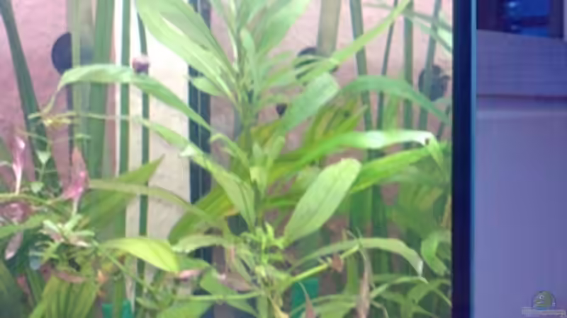 Pflanzen im Aquarium bearbeitung es kommt ein neues mit 450L bilder sin von Ronny Lehmann (10)