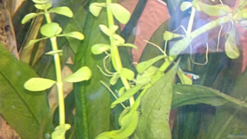 Pflanzen im Aquarium bearbeitung es kommt ein neues mit 450L bilder sin von Ronny Lehmann (11)