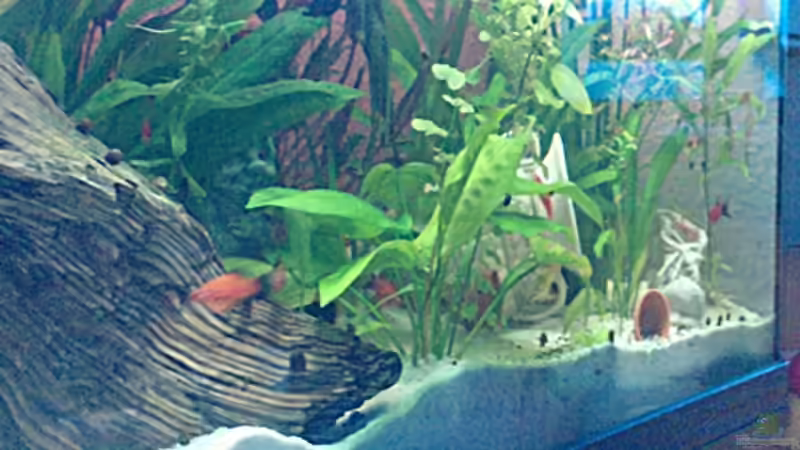 Pflanzen im Aquarium bearbeitung es kommt ein neues mit 450L bilder sin von Ronny Lehmann (12)