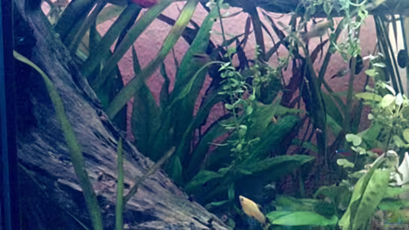 Pflanzen im Aquarium bearbeitung es kommt ein neues mit 450L bilder sin von Ronny Lehmann (13)