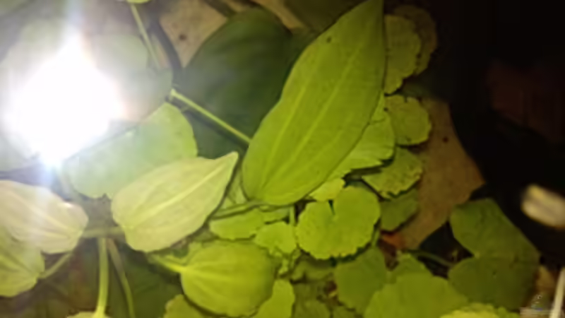 Pflanzen im Aquarium bearbeitung es kommt ein neues mit 450L bilder sin von Ronny Lehmann (14)