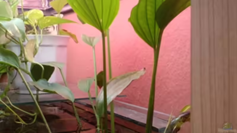 Pflanzen im Aquarium bearbeitung es kommt ein neues mit 450L bilder sin von Ronny Lehmann (5)