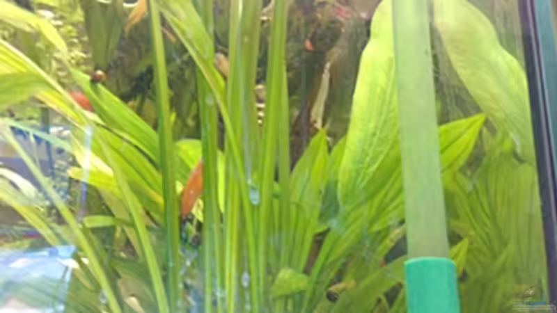 Pflanzen im Aquarium bearbeitung es kommt ein neues mit 450L bilder sin von Ronny Lehmann (7)