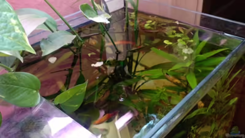 Pflanzen im Aquarium bearbeitung es kommt ein neues mit 450L bilder sin von Ronny Lehmann (8)