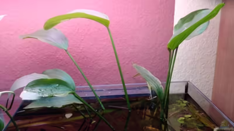 Pflanzen im Aquarium bearbeitung es kommt ein neues mit 450L bilder sin von Ronny Lehmann (9)