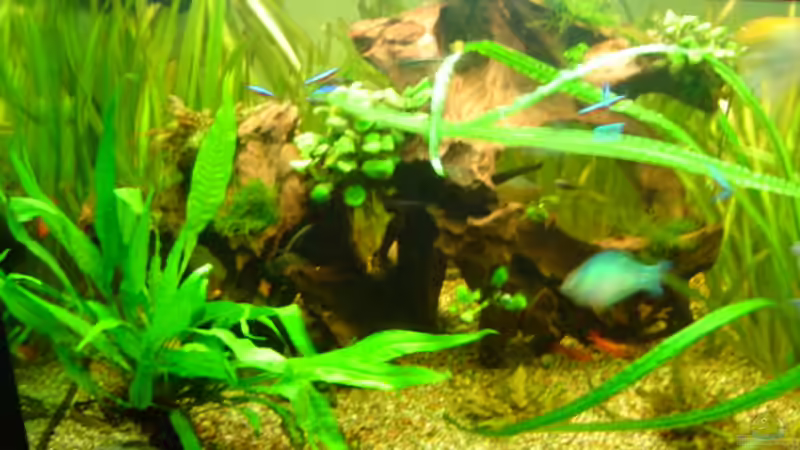 Pflanzen im Aquarium Becken 1 von Bulldog1112 (10)