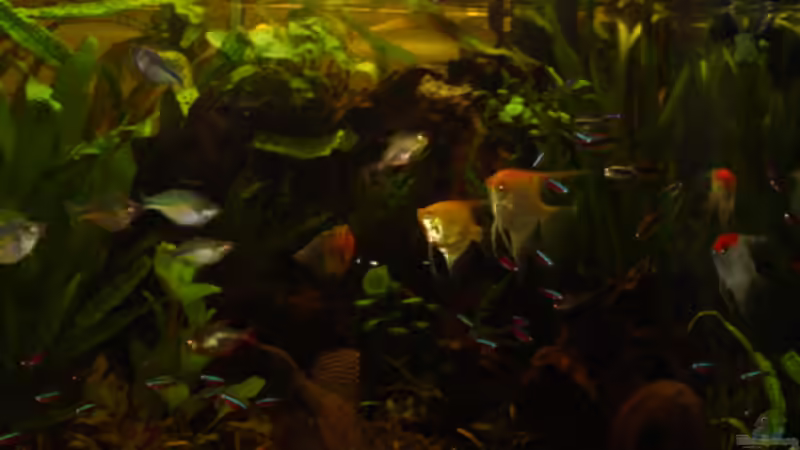 Pflanzen im Aquarium Becken 1 von Bulldog1112 (12)