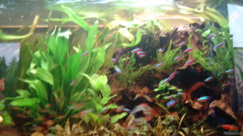 Pflanzen im Aquarium Becken 1 von Bulldog1112 (13)