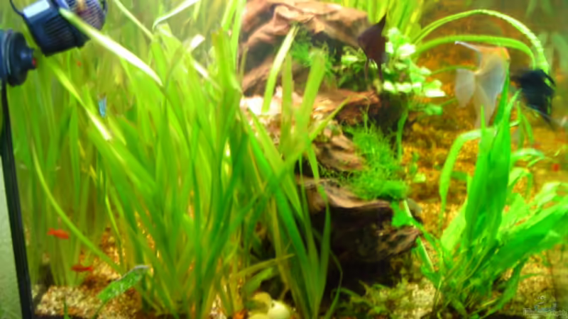 Pflanzen im Aquarium Becken 1 von Bulldog1112 (14)