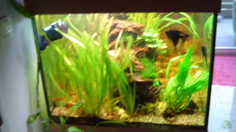 Pflanzen im Aquarium Becken 1 von Bulldog1112 (15)