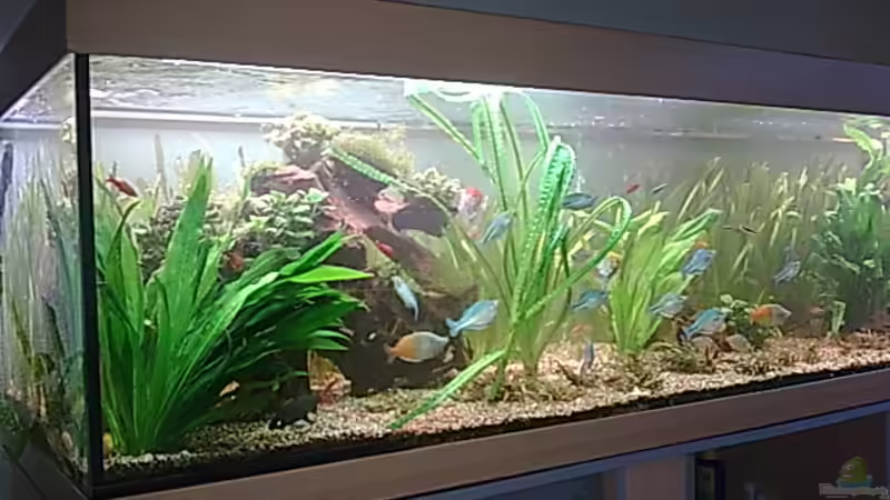 Pflanzen im Aquarium Becken 1 von Bulldog1112 (20)
