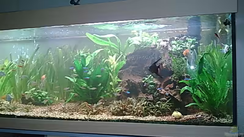 Pflanzen im Aquarium Becken 1 von Bulldog1112 (22)