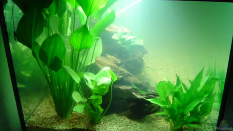 Pflanzen im Aquarium Becken 1 von Bulldog1112 (8)