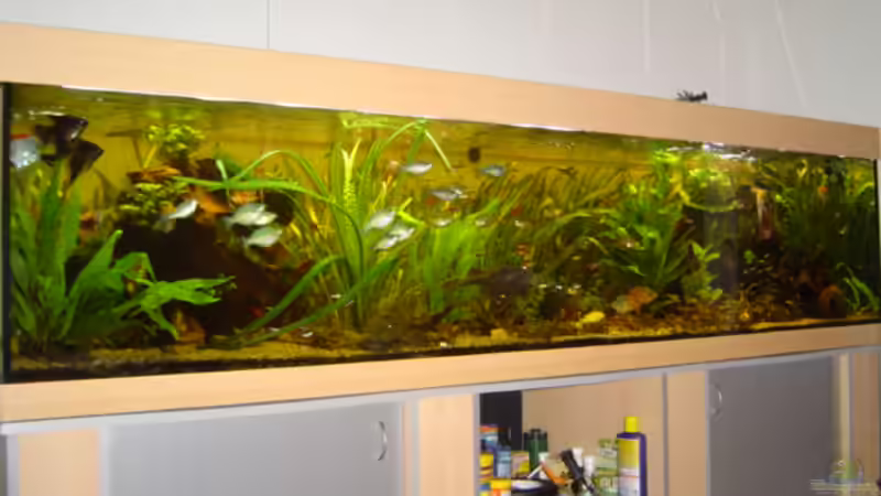 Pflanzen im Aquarium Becken 1 von Bulldog1112 (9)