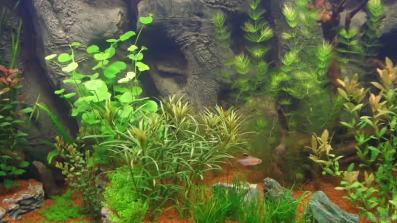 Pflanzen im Aquarium Becken 1 von Zork-Nemesis (14)