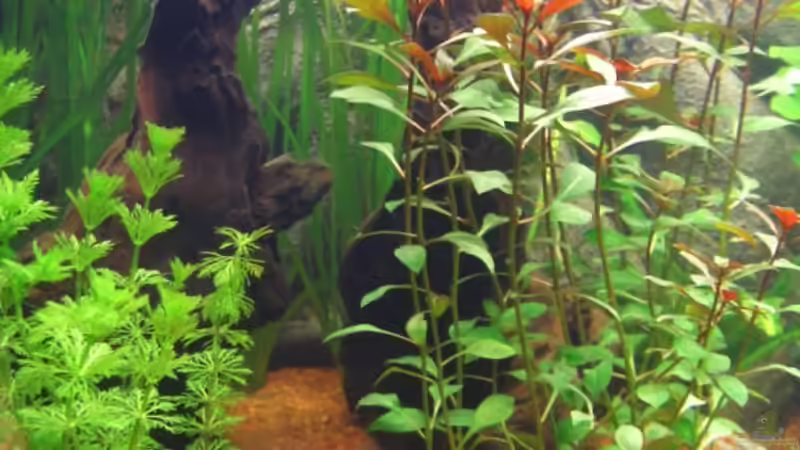 Pflanzen im Aquarium Becken 1 von Zork-Nemesis (15)