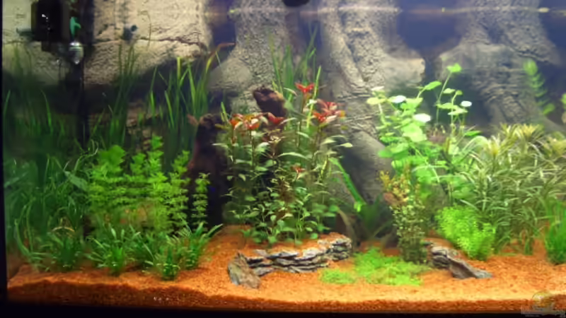 Pflanzen im Aquarium Becken 1 von Zork-Nemesis (16)