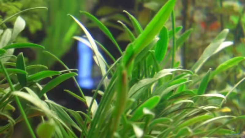 Pflanzen im Aquarium Becken 1 von Zork-Nemesis (22)