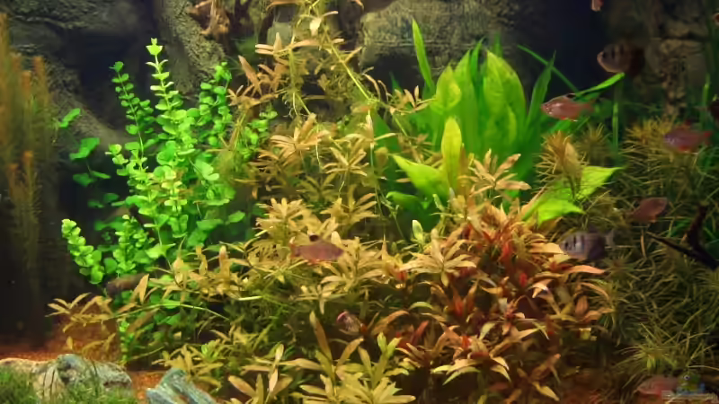 Pflanzen im Aquarium Becken 1 von Zork-Nemesis (24)