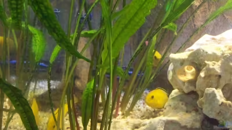 Pflanzen im Aquarium Becken 10002 von Andy Hurm (9)