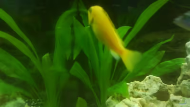 Pflanzen im Aquarium Becken 10008 von Carlos Eduardo (6)