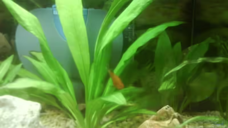 Pflanzen im Aquarium Becken 10031 von Carlos Eduardo (4)