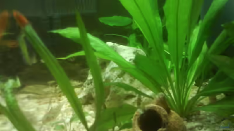 Pflanzen im Aquarium Becken 10031 von Carlos Eduardo (5)