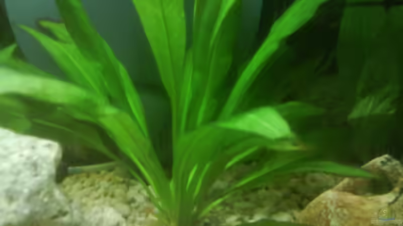 Pflanzen im Aquarium Becken 10031 von Carlos Eduardo (6)